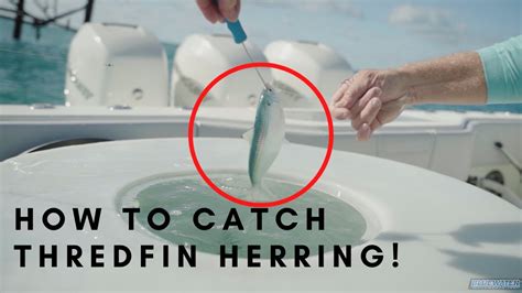 Curing Sardines For Fishing: Step.